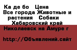 Ка де бо › Цена ­ 25 000 - Все города Животные и растения » Собаки   . Хабаровский край,Николаевск-на-Амуре г.